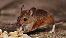 24 Hour & Emergency Exterminators in Glenwood, IL